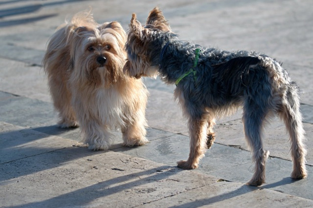 two dogs of different breeds or races looking at each other in the street